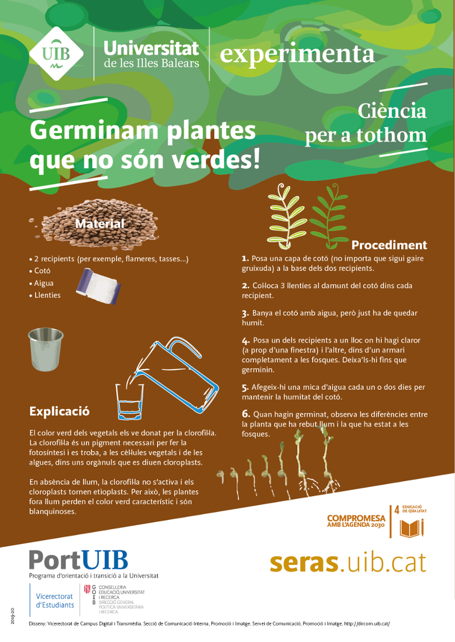 Germinam plantesque no són verdes!