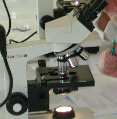 Grau de Biologia. «Què és la sang?»